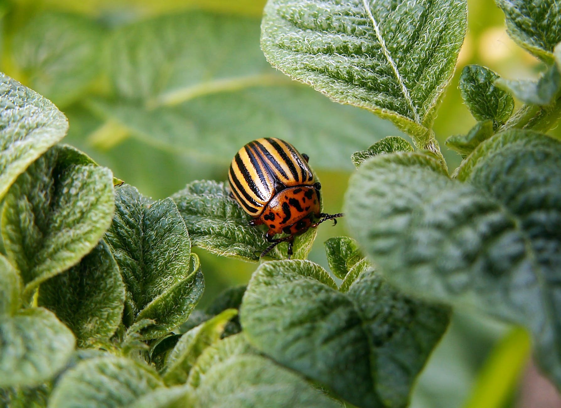leaves insect beetle potato