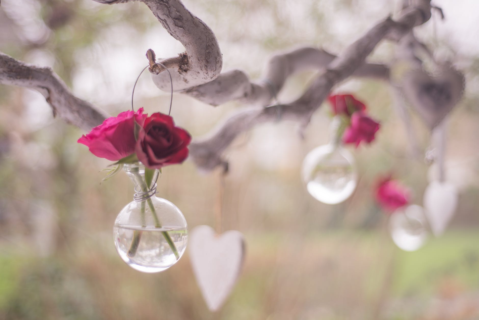 love celebrate valentine happy valentine