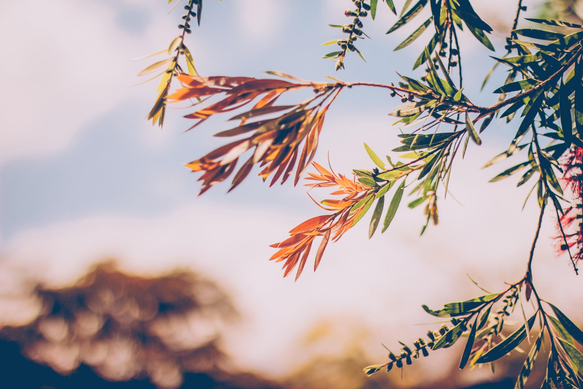 shallow focus photography of green leafed plant