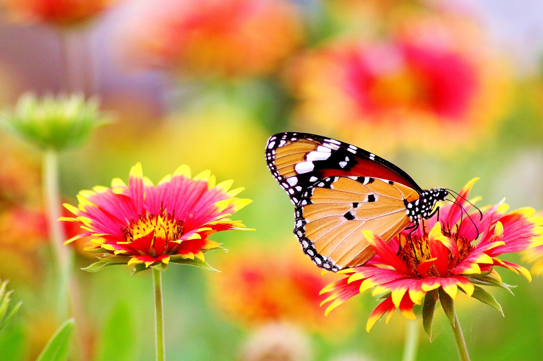 butterfly perched on flower