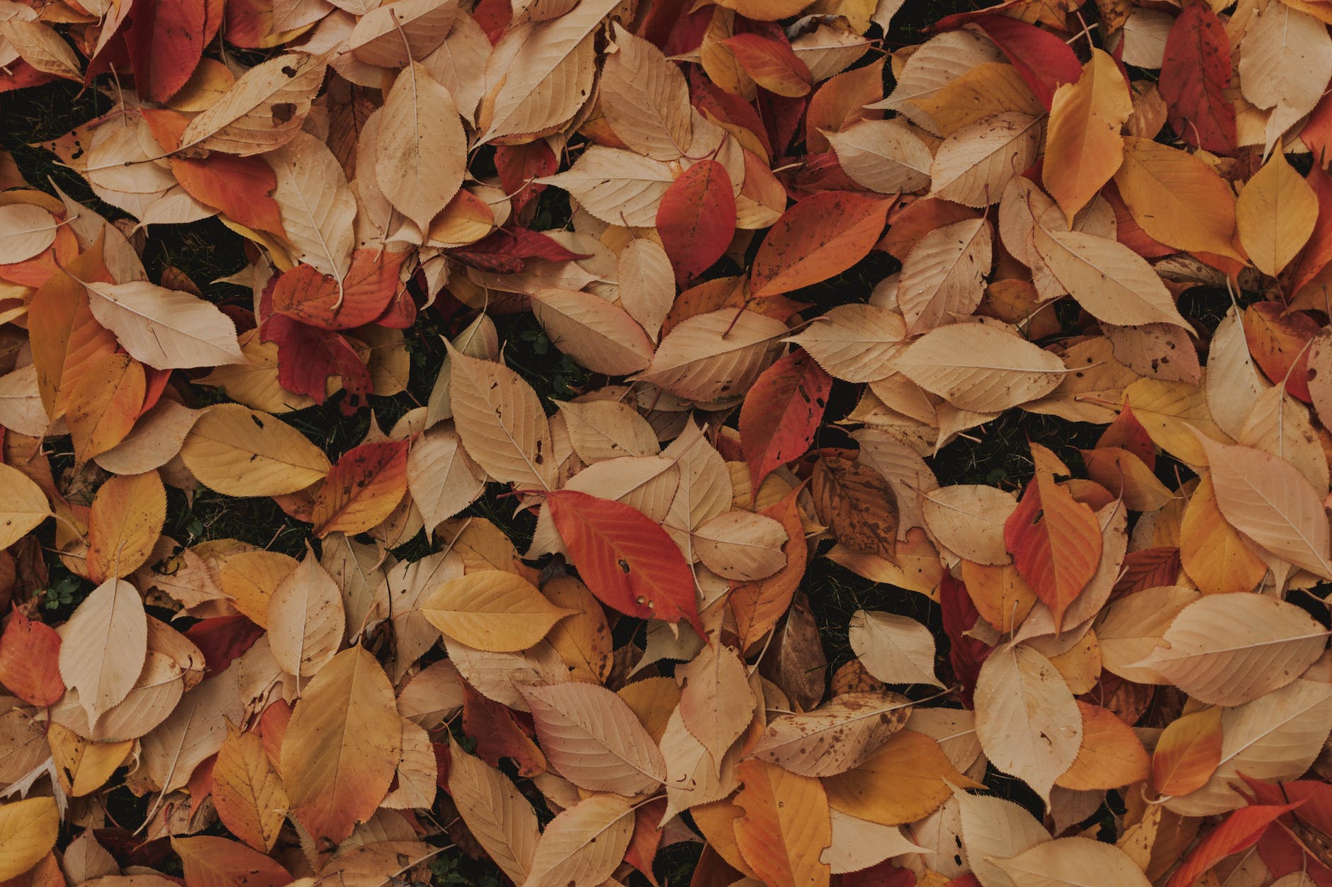 brown and red leaves