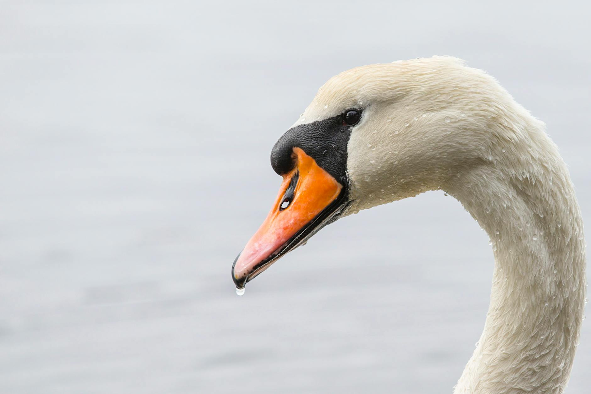 white swan drenched in water